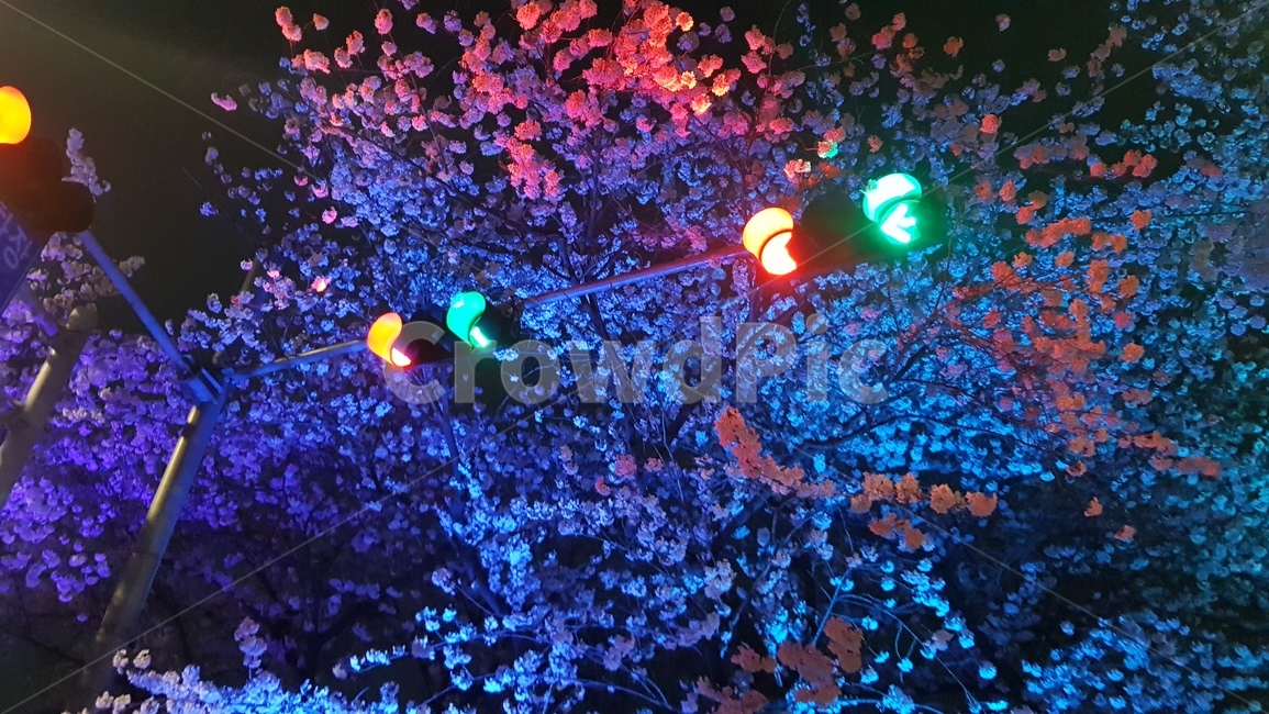 신호등,벚꽃,조명,감성,봄,봄,계절,spring,season,야경,밤,풍경,nightscape,night,landscape,교통,교통수단,traffic,transportation,lighting
