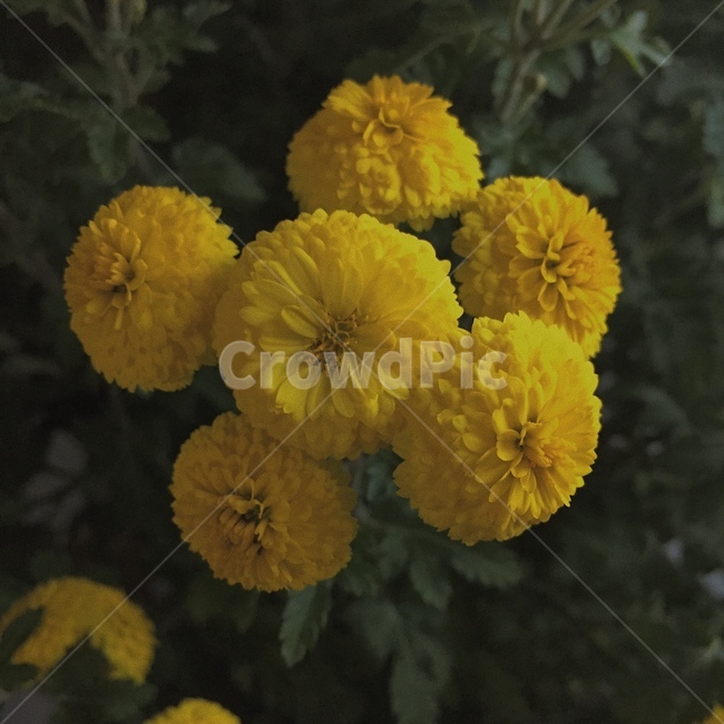 꽃,식물,yellow,flower,plant,색감,감성사진