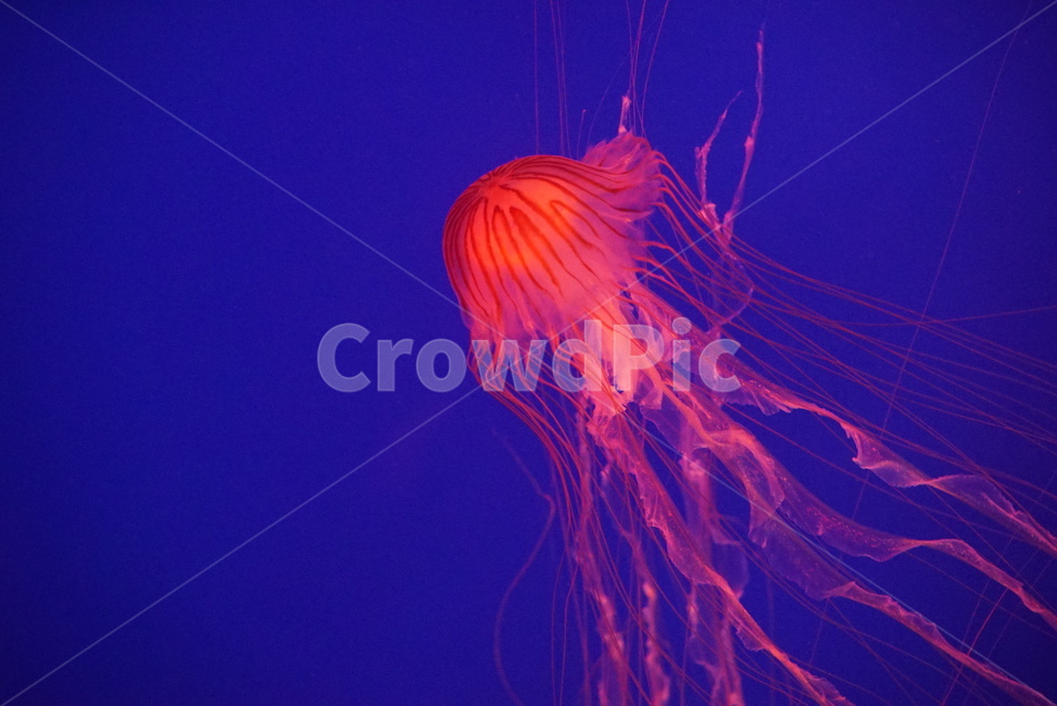 animal,동물,sealife,해양생물,아쿠아리움,해파리,동물,animal