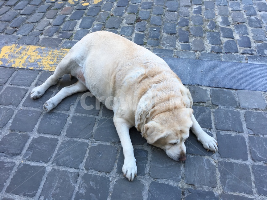 동물,강아지,길거리,졸림,sleepy,animal,dog,street,sleep,귀여움,cute