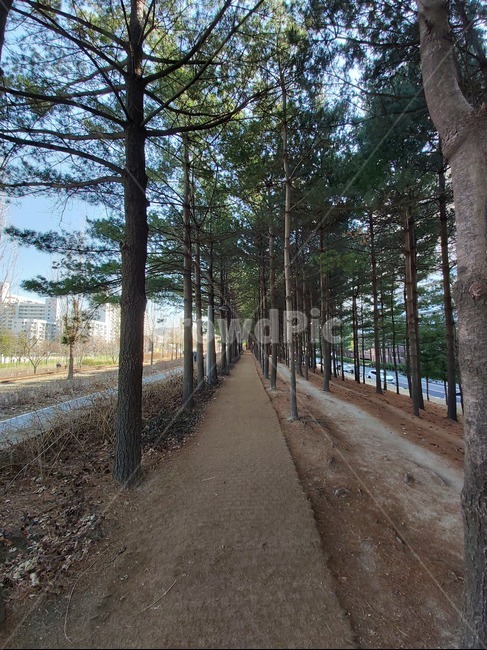 경춘선숲길,숲길,숲세권,소나무,산책로,나무,tree,walk,railroad,railway