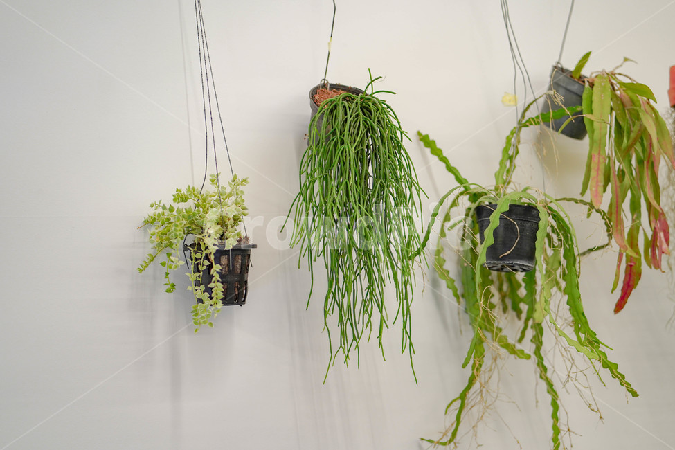 식물,초록,깔끔,풀,일상,식물,자연,plants,nature,실내용화초,화분,화초,house plant
