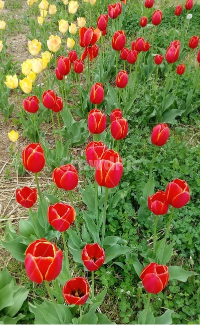 tulip,백합과,구근초,여러해살이화초,꽃,튤립,봄,식물,자연,springseasonflower