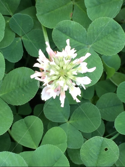 토끼풀,leaf,잎,plant,식물,꽃,식물,자연,plants,nature,꽃,flower