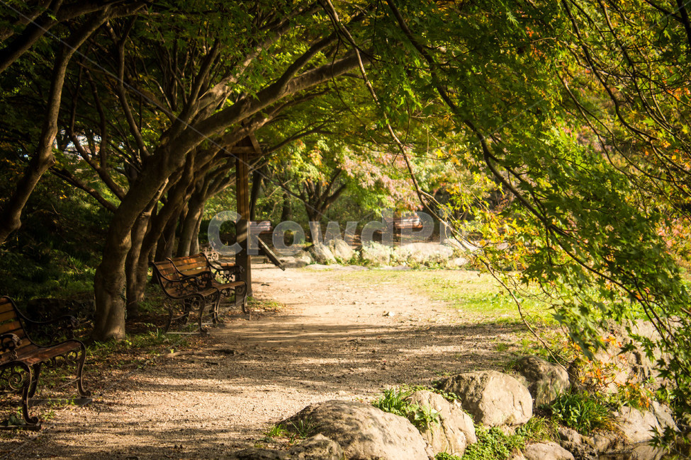 장성,백양사,단풍,가을,풍경,산책길,벤치,가을,계절,fall,autumn,season,자연,풍경,nature,landscape,한국자연풍경,한국자연경관,korea nature landscape,tree,나무,plant,식물,ground,바닥,tree trunk,나무 줄기