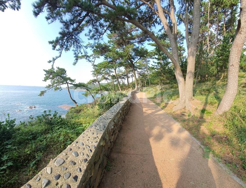 길,바다,나무,자연,돌,자연,풍경,nature,landscape,나무,trees,wood