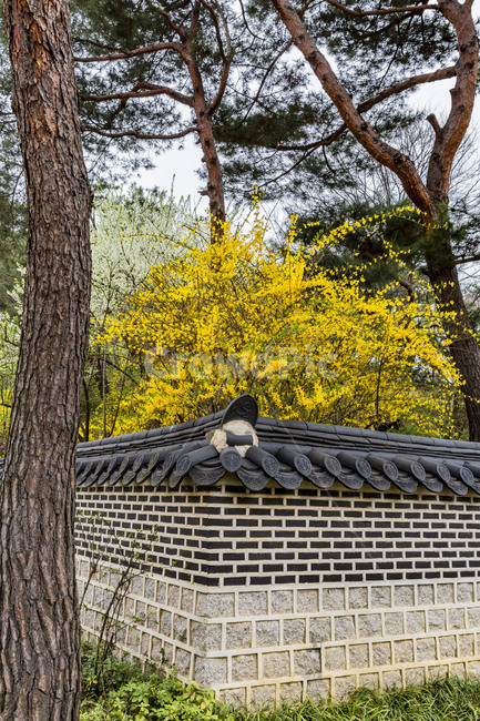 소나무,개나리,만개,봄,기와담자,돌담길,정원,후원,한국전통,한국문화,korean traditional,korean culture