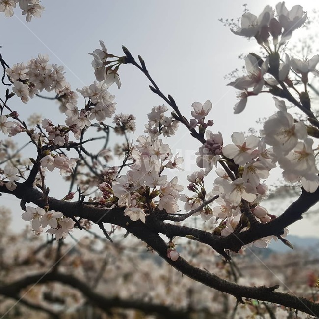 봄,벚꽃,꽃,자연,봄꽃,봄,계절,spring,season,식물,자연,plants,nature,꽃,flower,plant,blossom