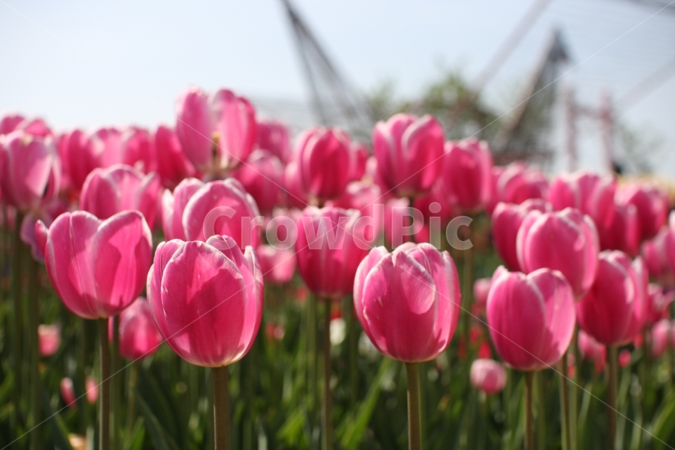튤립,꽃,식물,식물원,화사함,봄,tulip,flower,spring,봄,계절,spring,season,식물,자연,plants,nature,꽃,flower,plant,blossom