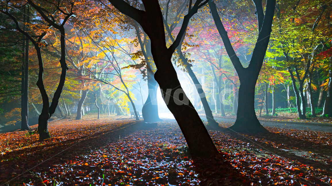 가을,불빛,나무,고목,선운사,가을,계절,fall,autumn,season,자연,풍경,nature,landscape,tree,plant,식물,tree trunk,나무 줄기