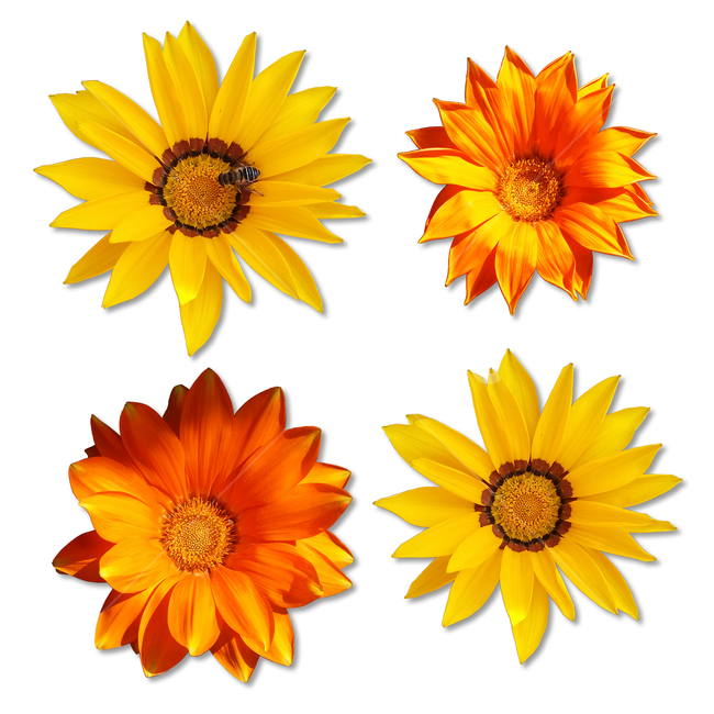 flower,꽃,봄,spring,꽃잎,화려한,식물,자연,plants,nature,그래픽,디자인소스,계절