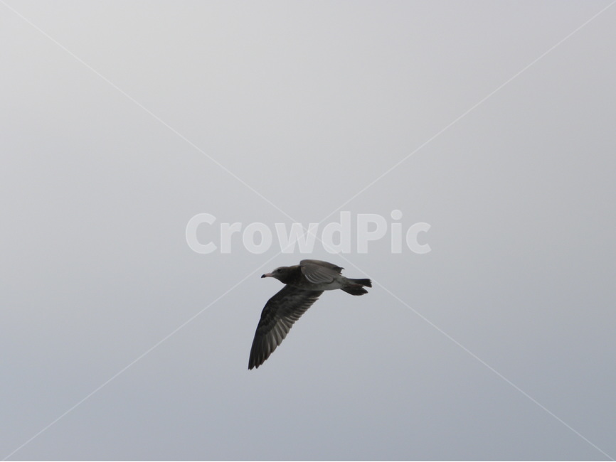 갈매기,seagull,gull,seamew,mew,동물,animal,조류,새,birds