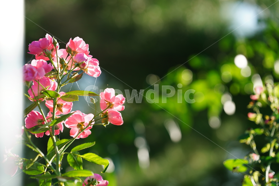 장미,꽃,플라워,식물,생물,생명,flower,plant,식물,자연,plants,nature,꽃,flower