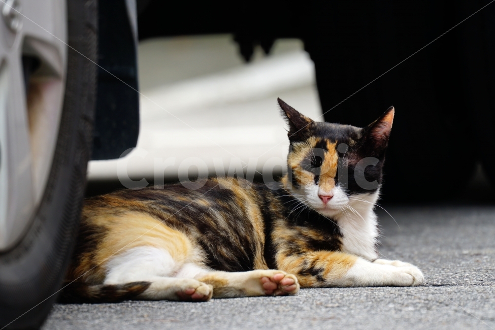 고양이,동물,자동차,타이어,바퀴,아스팔트,여름,animal,cat,휴식,그늘,음지,야옹이,냐옹이,길고양이,도둑고양이,들고양이,귀여운,귀엽다,귀염둥이,삼색고양이,발톱,편한,편안한,편하다,편안하다,힐링,감성,힐링사진,감성사진,cute,pretty,여유,car,tire,스냅,스냅사진,스넵,스넵사진,snap,snapshot,pet,애완동물,반려동물,애완묘,반려묘,잉여,동물,animal,포유류,mammal,고양이,cat,kitten,kitty