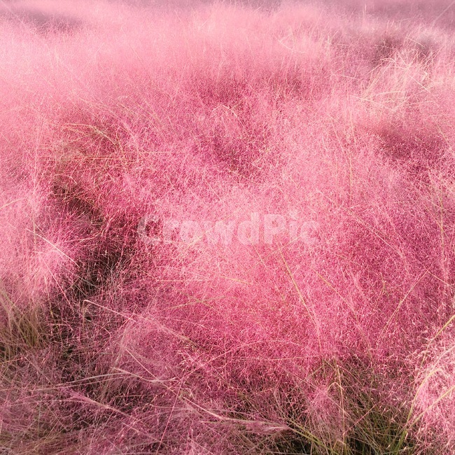 뮬리,핑크뮬리,꽃,핑크,분홍색,가을,계절,fall,autumn,season,식물,자연,plants,nature