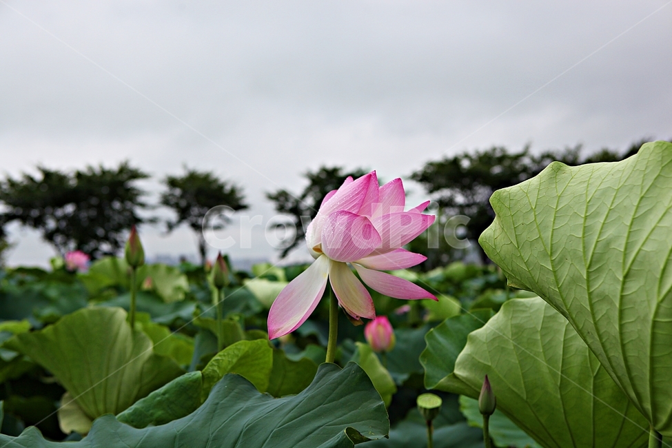 관곡지,연꽃,연잎,꽃,식물