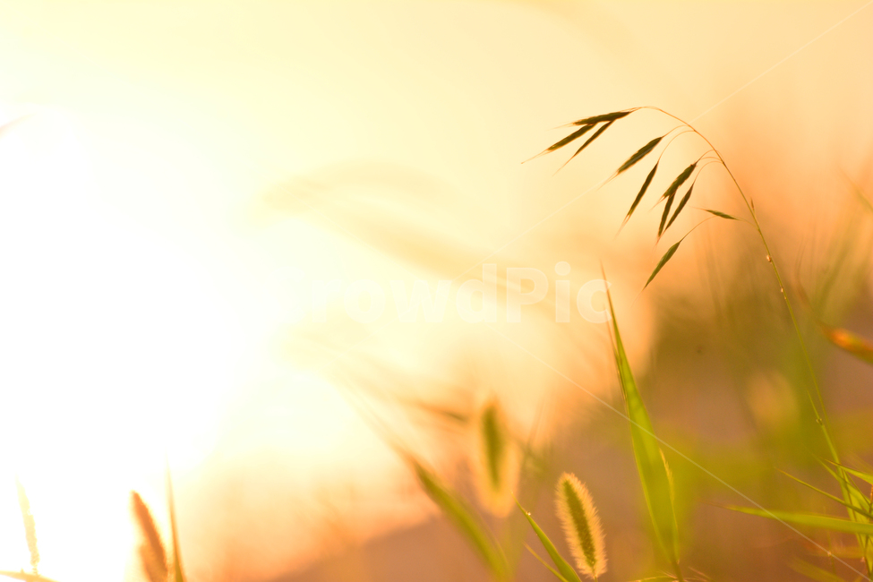 감성,들꽃,강변,강아지풀,노을,바람,파스텔톤,보케,빛망울,석양,해질무렵,sunset,riverside,flowers,아름다운,강물,물,water,분홍색,햇빛,반사,명멸,feeling,emotion,sensible,landscape,야외,풍경,식물,야생화,들풀,오렌지색,그리움,추억,회상,분위기,느낌,식물,자연,plants,nature,감성,sensible,feeling,휴식,힐링,rest,relaxation,healing