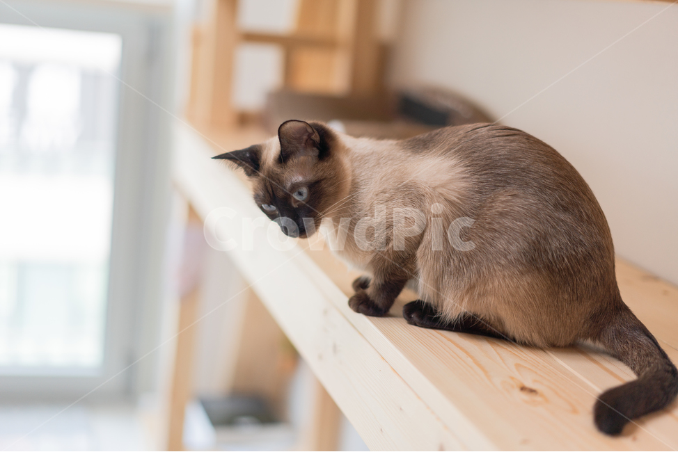 캣타워,샴,암컷,반려동물,cat,목재,diy,스크래쳐,마루,포유류,동물,animal,포유류,mammal,고양이,cat,kitten,kitty
