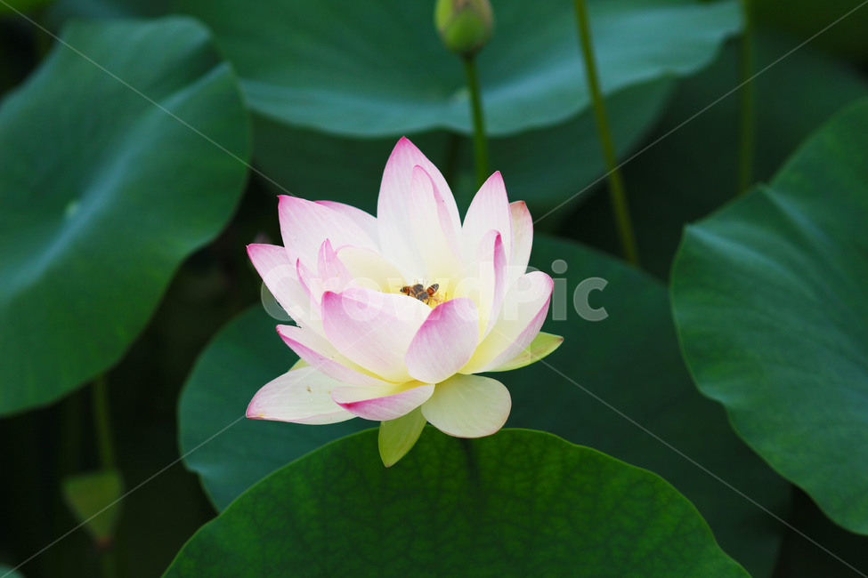 연꽃,꽃,식물,plant,flower,blossom,불교,lotus,식물,자연,plants,nature,꽃,flower
