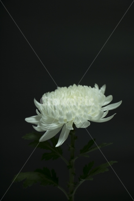 Chrysanthemum,chrysanthemum flower,memorial,commemoration,flower,photo,single photo,design,source,photo,photo material,background,background photo,background,Korea,East,Asia,landscape,nature,environment,outdoor,day,morning,plant,bu