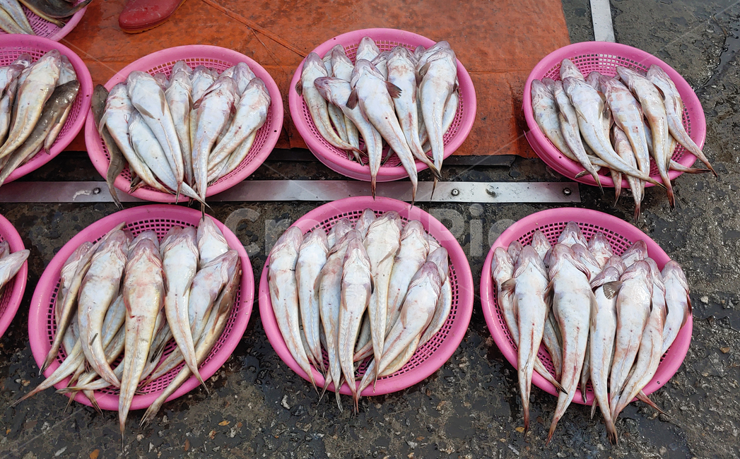 수산물,음식,푸드,해물,해산물,바다생물,좌판,노점,피쉬,fish,신선한,fresh,배경,바탕,백그라운드,어시장,수산시장,한국적,우리것,어종,animal,동물,생선,생선가게,수산물,해산물,fishery products,seafood