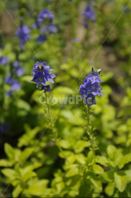 꽃,flower,식물,plant,계절,봄,spring,식물,자연,plants,nature,꽃,flower