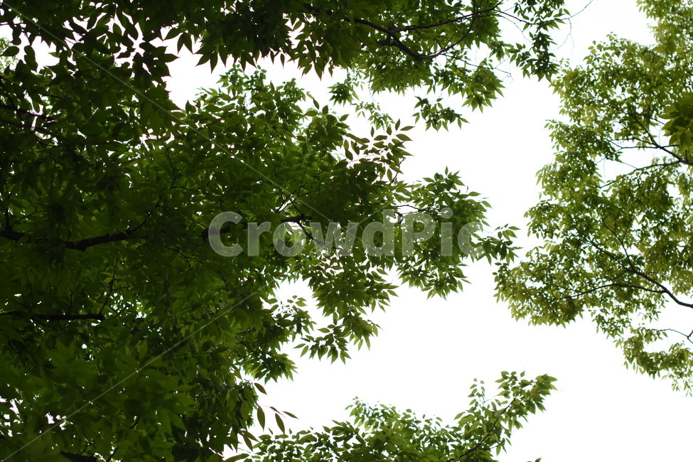 나무,풍경,공원,tree,park