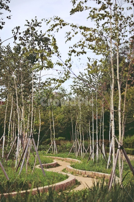 산책로,자작나무,공원,trail,birchtree,park,green,nature,자연,풍경,nature,landscape,plant,식물,tree,나무