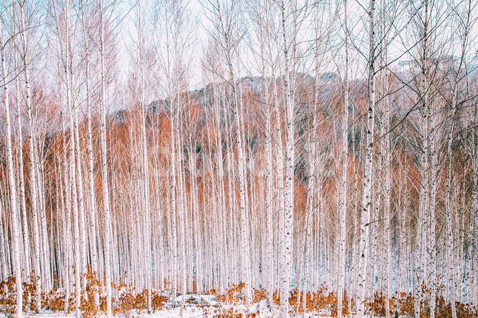 landscape photography,snow scene,snow scenery,travel photos,trees,blackandwhite,birch forest,plants,sight,Korean natural scenery,wood,Emotion,Grayscale,birch tree,Inje,nature,tree,Deputy Won,monotone,Snow Flower,background,snow,plant,monochrome,travel,kor