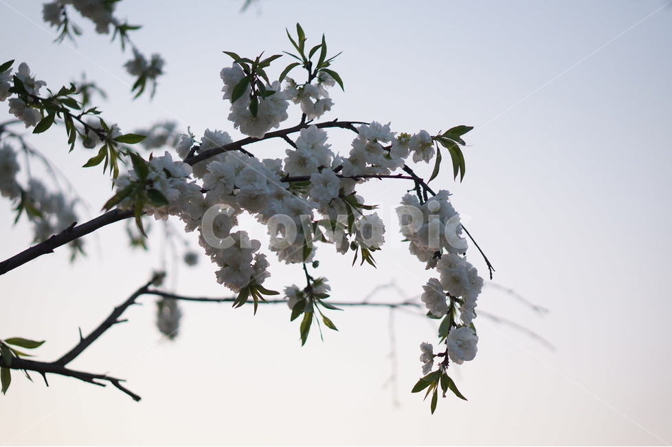 백매화,흰색,봄,하늘,저녁,흐림,봄,계절,spring,season,식물,자연,plants,nature,꽃,flower,plant,blossom