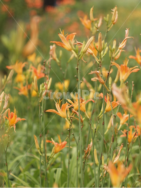 꽃,식물,봄,flower,blossom,plant,식물,자연,plants,nature