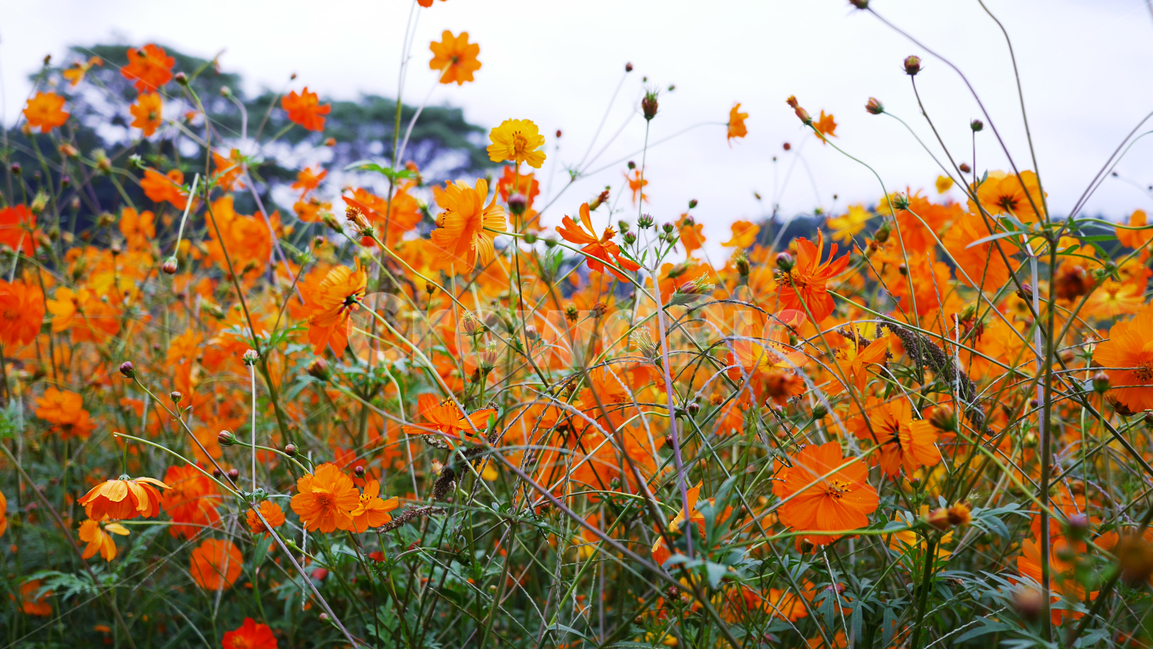 코스모스,가을,꽃,꽃밭,주황,cosmos,flower,orange,flowergarden,garden,가을,계절,fall,autumn,season,식물,자연,plants,nature,꽃,flower,plant