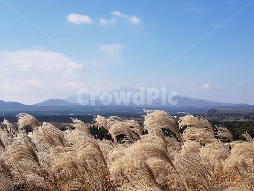 제주도,한라산,억새,억새밭,풍경,가을,계절,fall,autumn,season,plant,식물,grass,잔디