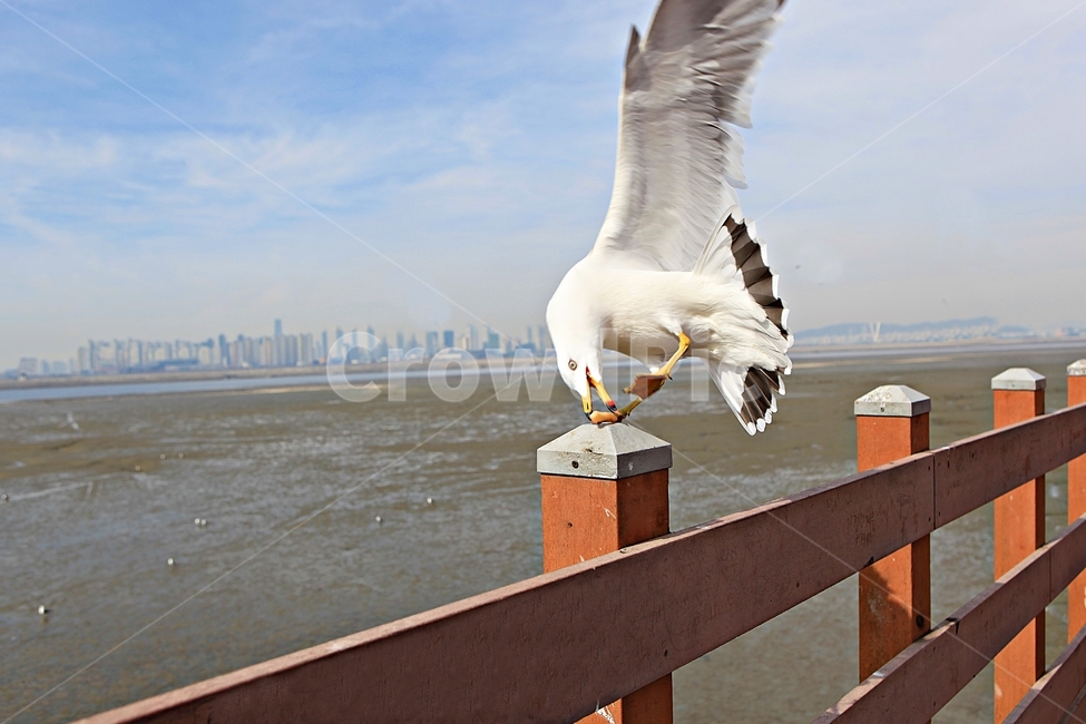 갈매기,새,조류,풍경,배경,자연,하늘,동물,animal,조류,새,birds