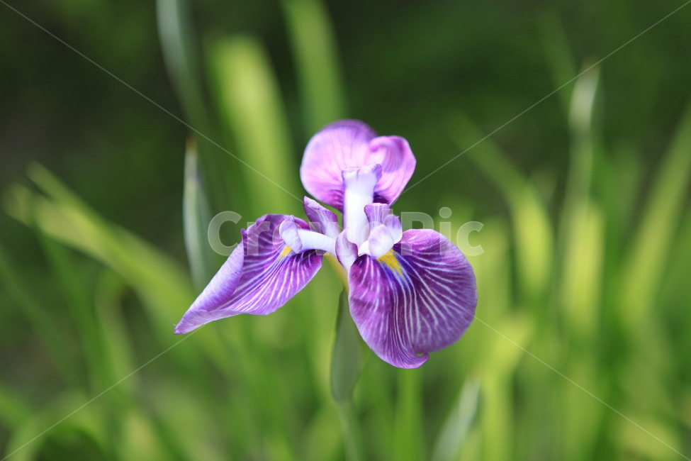 orris,orrisroot,수목원,자연,꽃,beautiful,violet,green,zoom,식물,자연,plants,nature,꽃,flower