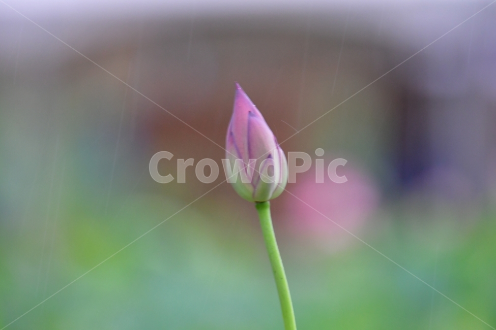 연꽃,비,여름,외로움,순수,식물,자연,plants,nature,꽃,flower
