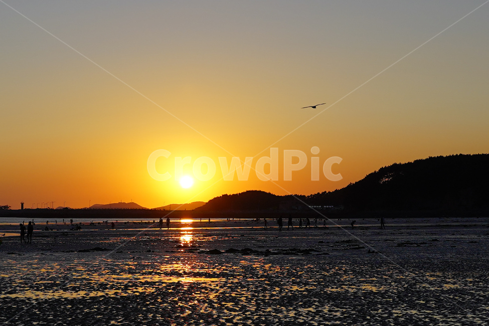 노을,풍경,바다,새,하늘,자연,풍경,nature,landscape,flare,플레어,light,빛,outdoors,옥외,sunlight,햇빛,bird,animal,동물