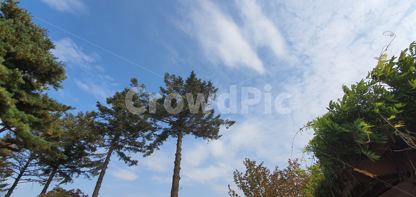 가을,하늘,풍경,자연,가을풍경,가을하늘,구름,landscape,nature,sky,background,beautiful,blue,light,sun,season,cloud,sunset,sunlight,color,day,sunny,weather,scenic,cloudscape,environment,view,sunrise,outdoor,cloudy,colorful,field