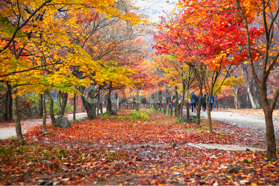 가을,가을빛,계절,울긋불긋,붉은빛,붉은색,공원,노란,노랑,노랑색,빨간,빨강,단풍나무,만추,배경,내장산,낙옆,단풍명소,가을색,화려한,자연,풍경,불타는,단풍잎,나뭇잎,leaf,잎,plant,식물,tree,나무,maple,단풍,person,사람,fallenleaves,산책로,path,가을,계절,fall,autumn,season,자연,풍경,nature,landscape