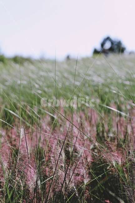 하늘,공원,sky,park,핑크뮬리,pinkmuhlygrass,식물,자연,plants,nature