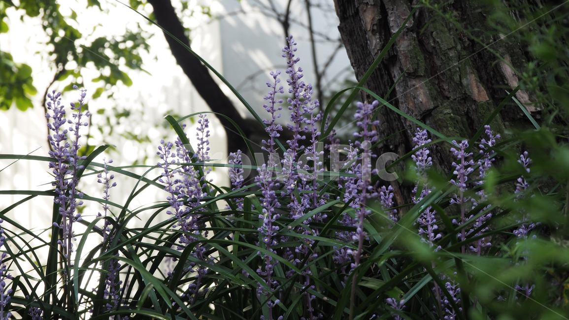 야생화,꽃,식물,wildflower,flower,plant,blossom,outdoor,야외,식물,자연,plants,nature,꽃,flower