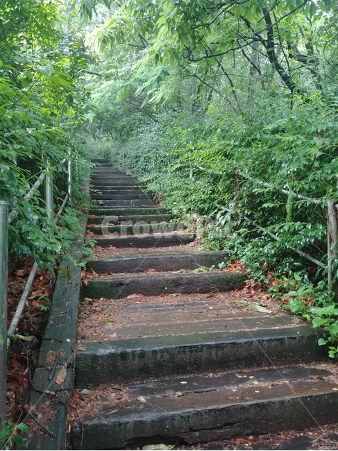 길,숲,계단,산책로,오르막길,풍경,자연,나무