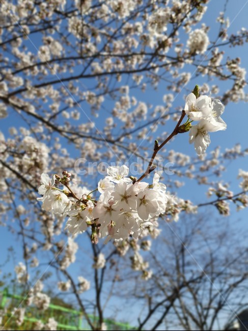 벚꽃,벚꽃구경,벚꽃엔딩,봄,꽃구경,꽃