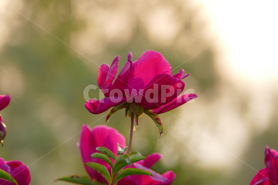 작약,꽃,식물,여름꽃,제라늄,식물,자연,plants,nature,꽃,flower