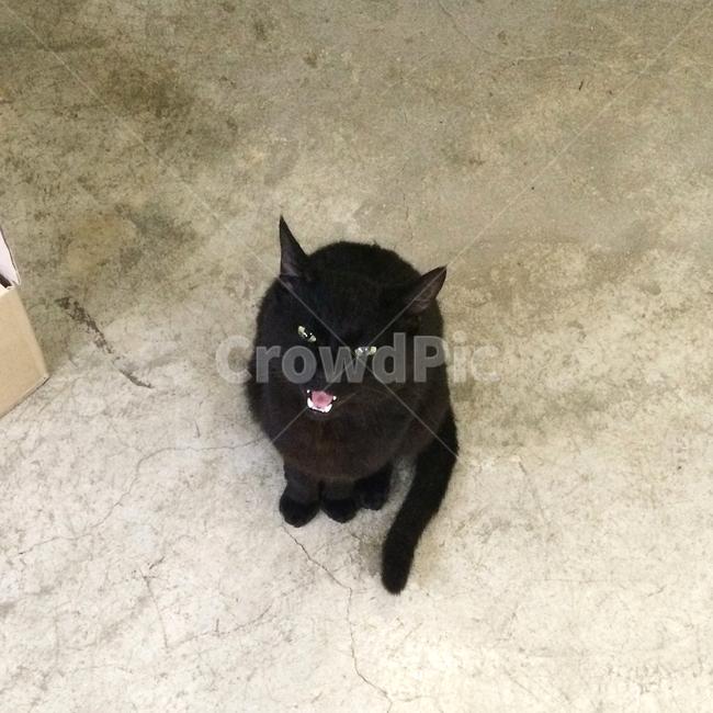 고양이,검은고양이,반려동물,야옹이,야옹,눈빛,cat,animal,동물,애완동물,pet
