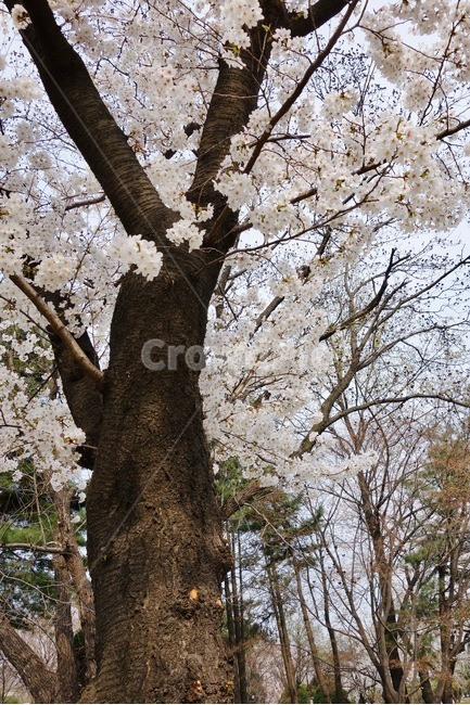 벚꽃,벚꽃가지,벚꽃나무,꽃놀이,봄,꽃,꽃잎,감성,설레임,청순,식물,plant,blossom,flower,cherryblossom,spring,현충원