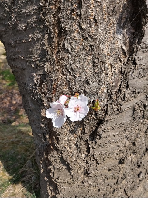 벚꽃,나무,수피,식물,plant