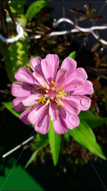 식물,꽃,백일홍,여름,색깔,식물,자연,plants,nature,꽃,flower
