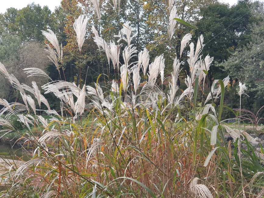 plant,식물,grass,갈대,억새,식물,자연,plants,nature