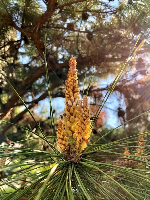 plant,식물,tree,나무,송화,송화가루,소나무